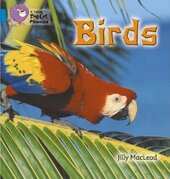 Birds - фото обкладинки книги