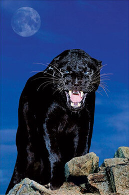 Плакат "Black panther (PP30306)" - фото книги