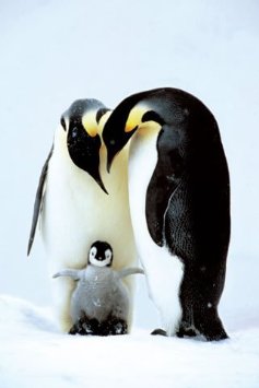 Плакат "Penguin Family (PP30902)" - фото книги