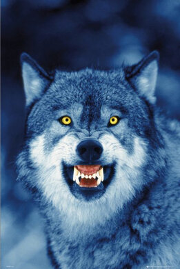 Плакат "The wolf (PH0278)" - фото книги
