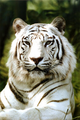 Плакат "White tiger (PH0205)" - фото книги