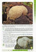 Гриби України. Атлас-довідник, 2-е видання - фото 11