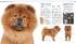 The Dog Encyclopedia: The Definitive Visual Guide - фото 3