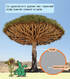 Перше читання Non Fiction. Фантастичні рослини і не тільки Рівень 3 - фото 3