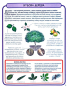 Міні-енциклопедія. Дерева. 50 найвідоміших видів - фото 3