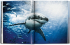 Sharks: Face-to Face with the Ocean's Endangered Predator - фото 3