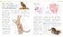 The Cat Encyclopedia: The Definitive Visual Guide - фото 4