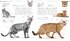 The Cat Encyclopedia: The Definitive Visual Guide - фото 6