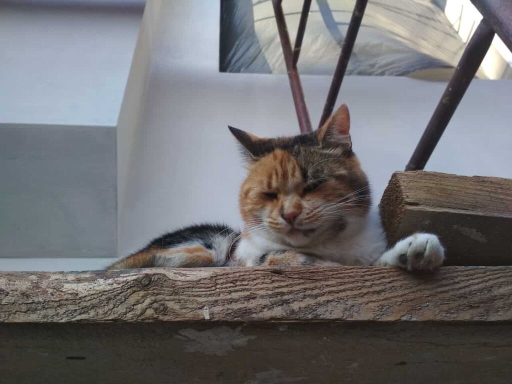 Virlya Rest & Fishing Club фото 8