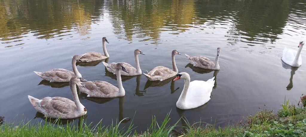 Virlya Rest & Fishing Club фото 9